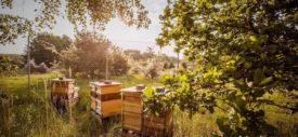peternakan lebah madu porsche