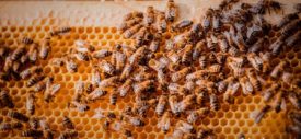 peternakan lebah madu porsche