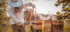 lebah madu honey bee