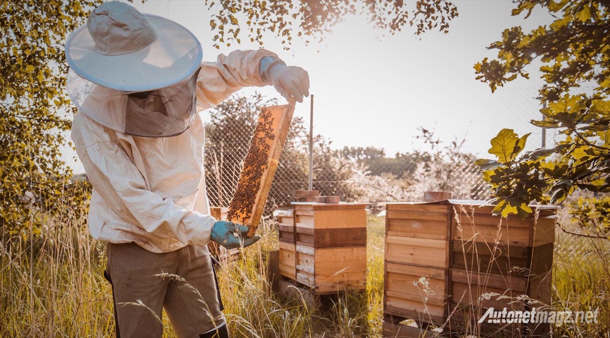 International, peternakan lebah madu porsche: Demi Lingkungan, Porsche Kembangkan… Madu?