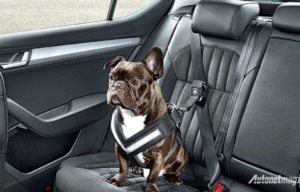 Unik, Skoda Perkenalkan Seatbelt Khusus Hewan Peliharaan Unik, Skoda Perkenalkan Seatbelt Khusus Hewan Peliharaan