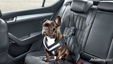 Unik, Skoda Perkenalkan Seatbelt Khusus Hewan Peliharaan
