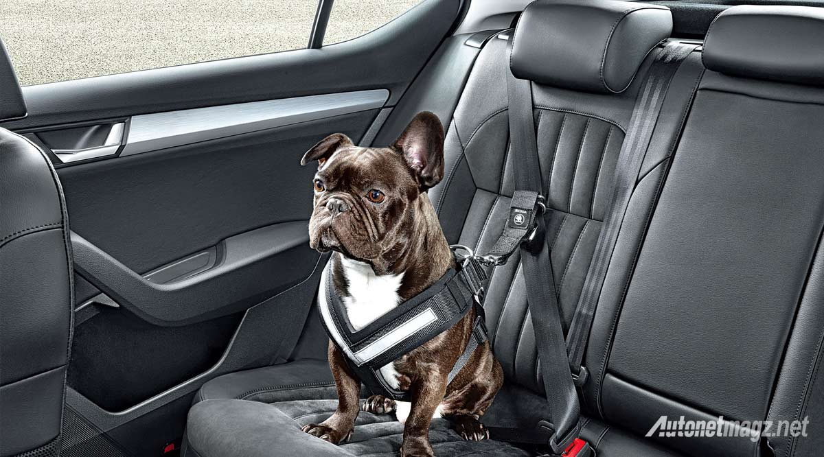 Berita, dog-safety-belt: Unik, Skoda Perkenalkan Seatbelt Khusus Hewan Peliharaan