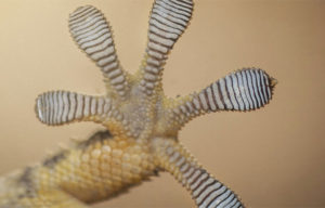 Demi Mempermudah Proses Daur Ulang Komponen Mobil, Ford Pelajari Kaki Tokek?