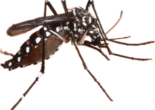 Gara-Gara Mirip Nama Virus Zika, Tata Zica Segera Berganti Nama Gara-Gara Mirip Nama Virus Zika, Tata Zica Segera Berganti Nama