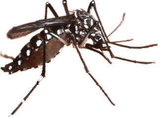 Berita, Nyamuk Aedes Aegypti: Gara-Gara Mirip Nama Virus Zika, Tata Zica Segera Berganti Nama