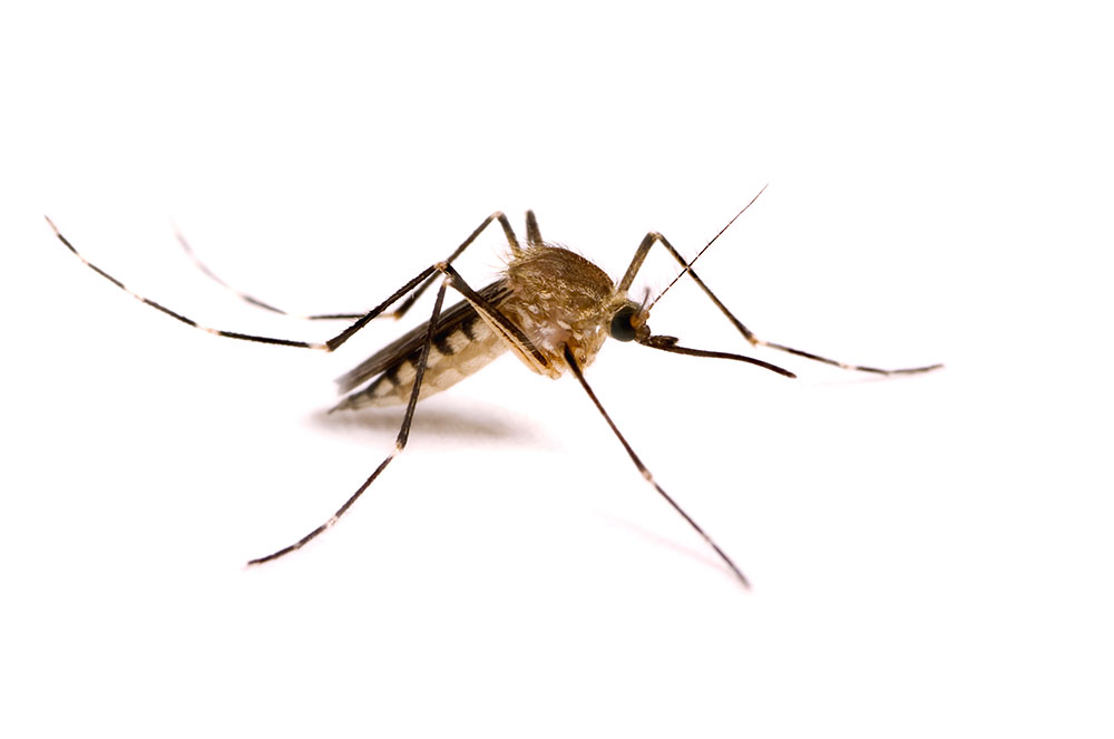 Berita, nyamuk: Gara-Gara Mirip Nama Virus Zika, Tata Zica Segera Berganti Nama