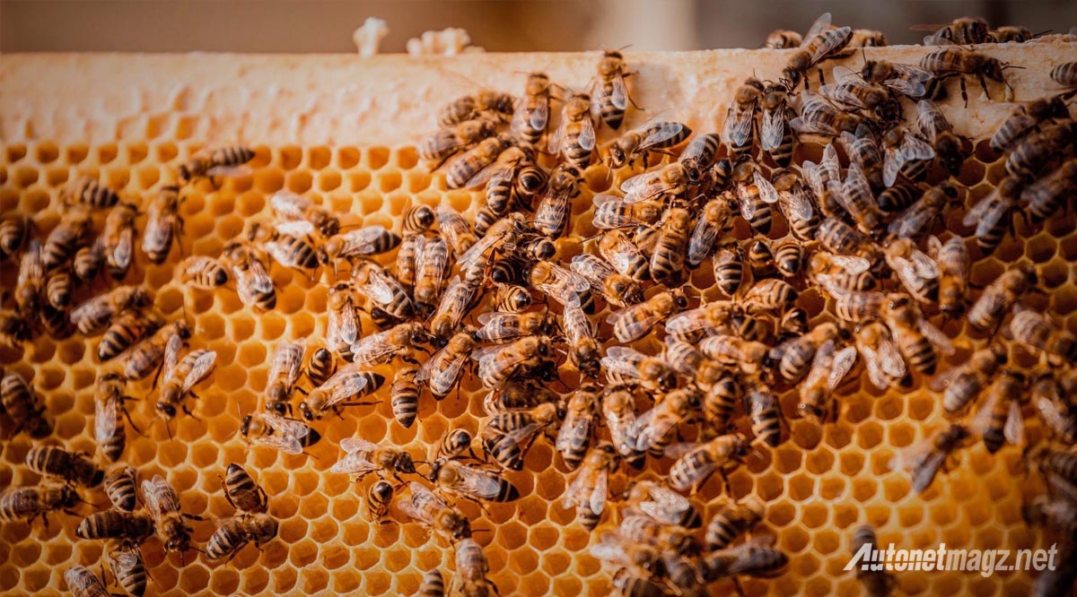 International, koloni lebah madu sarang: Demi Lingkungan, Porsche Kembangkan… Madu?