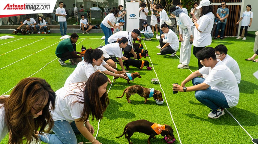 Berita, subaru-loves-pets-vol-1-indonesia-aktivitas-activity: Subaru Loves Pets Vol. 1, Akhir Pekan Bersama Komunitas Pecinta Anjing Dachshund