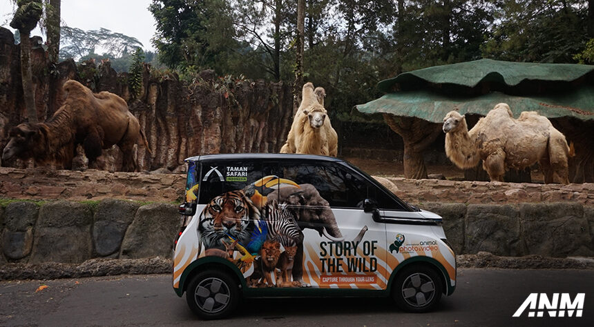 Taman Safari Adakan International Animal Photo & Video Competition, Berhadiah Wuling Air EV! Taman Safari Adakan International Animal Photo & Video Competition, Berhadiah Wuling Air EV!