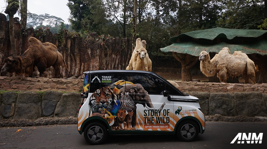 Berita, wuling-safari: Taman Safari Adakan International Animal Photo & Video Competition, Berhadiah Wuling Air EV!